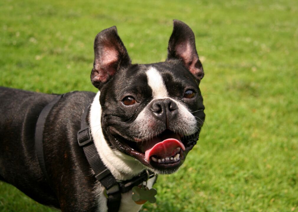 #1. French bulldogs